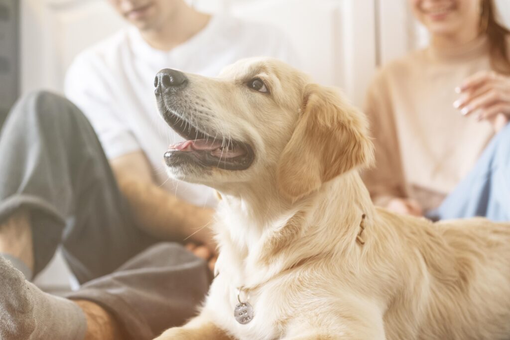 entrenamiento de perros de asistencia